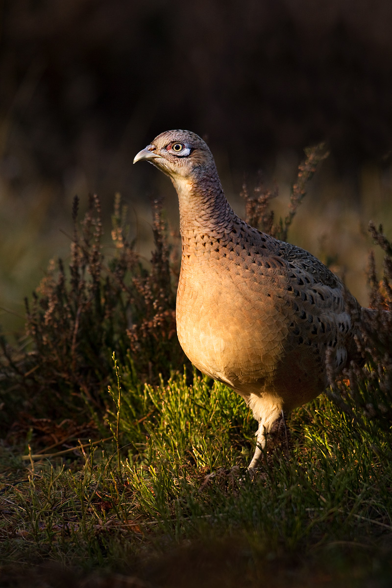 Spotlight Pheasant
