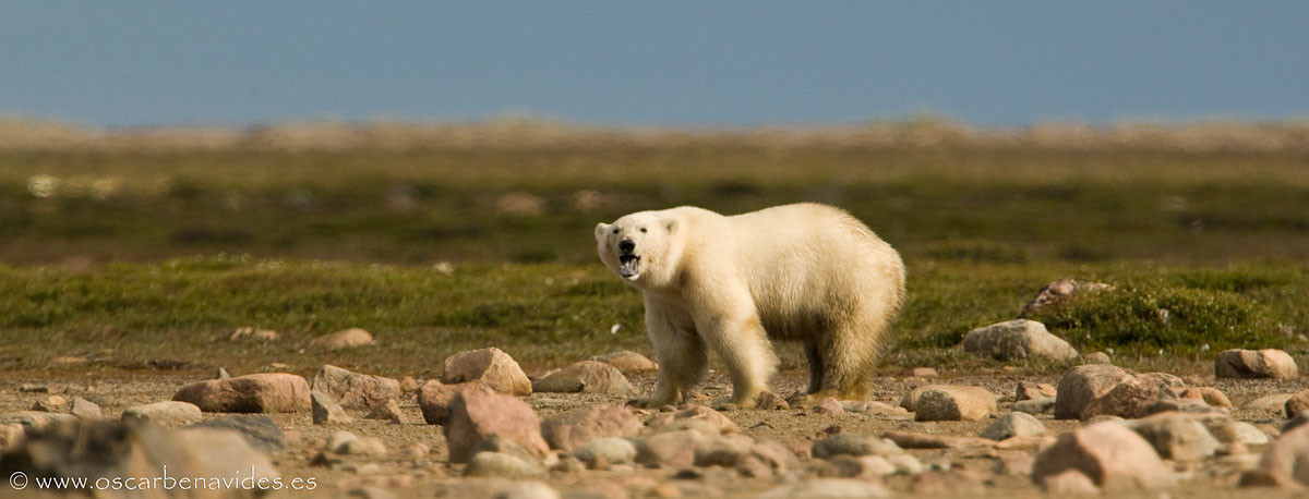 Polar bear