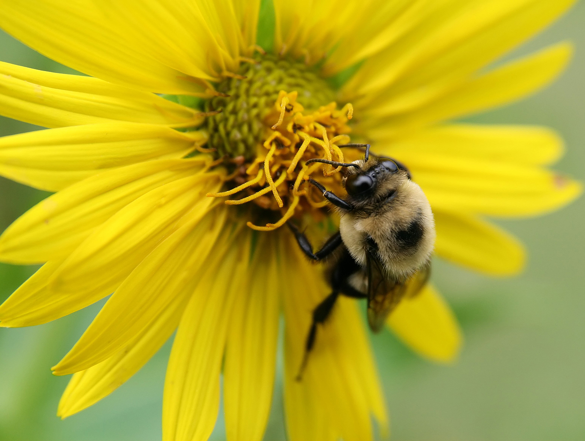 Honey Bee