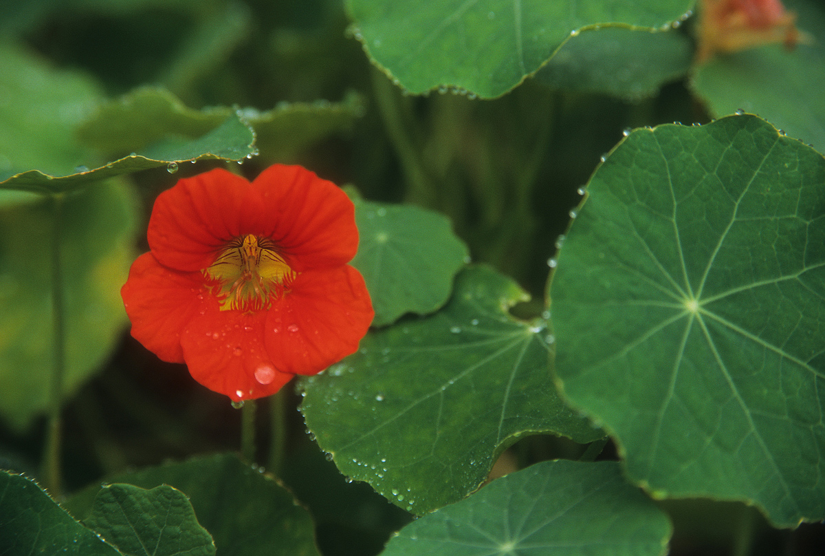 Red Flower