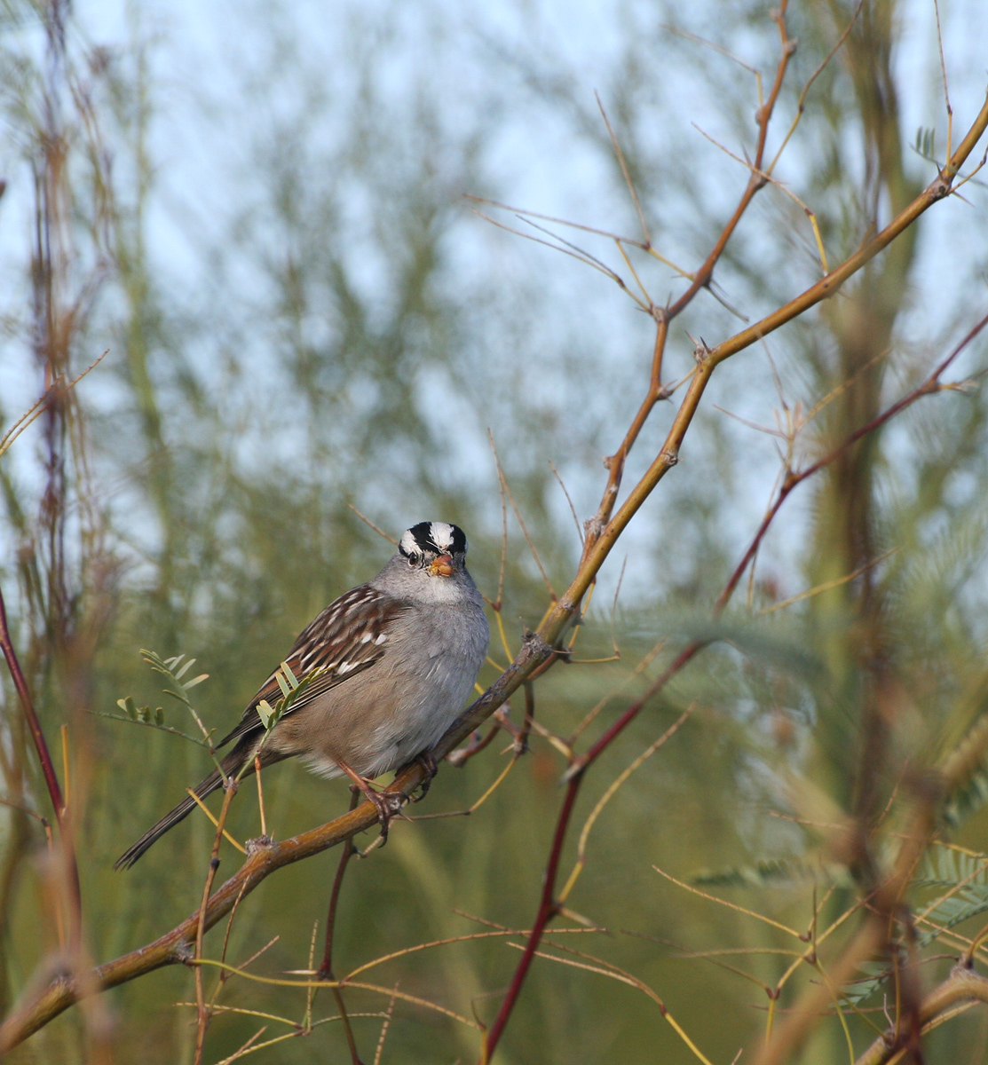 White-crowned Sparrow