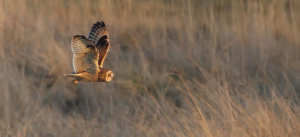 Short Eared Owl
