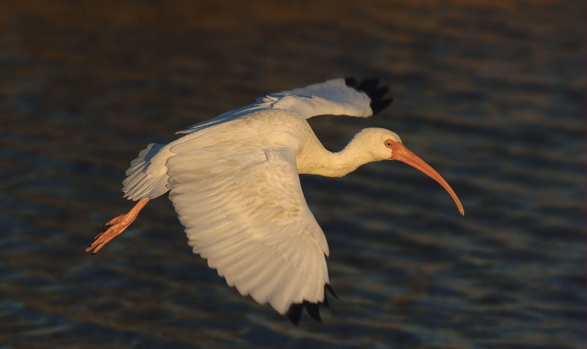 Ibis in flight