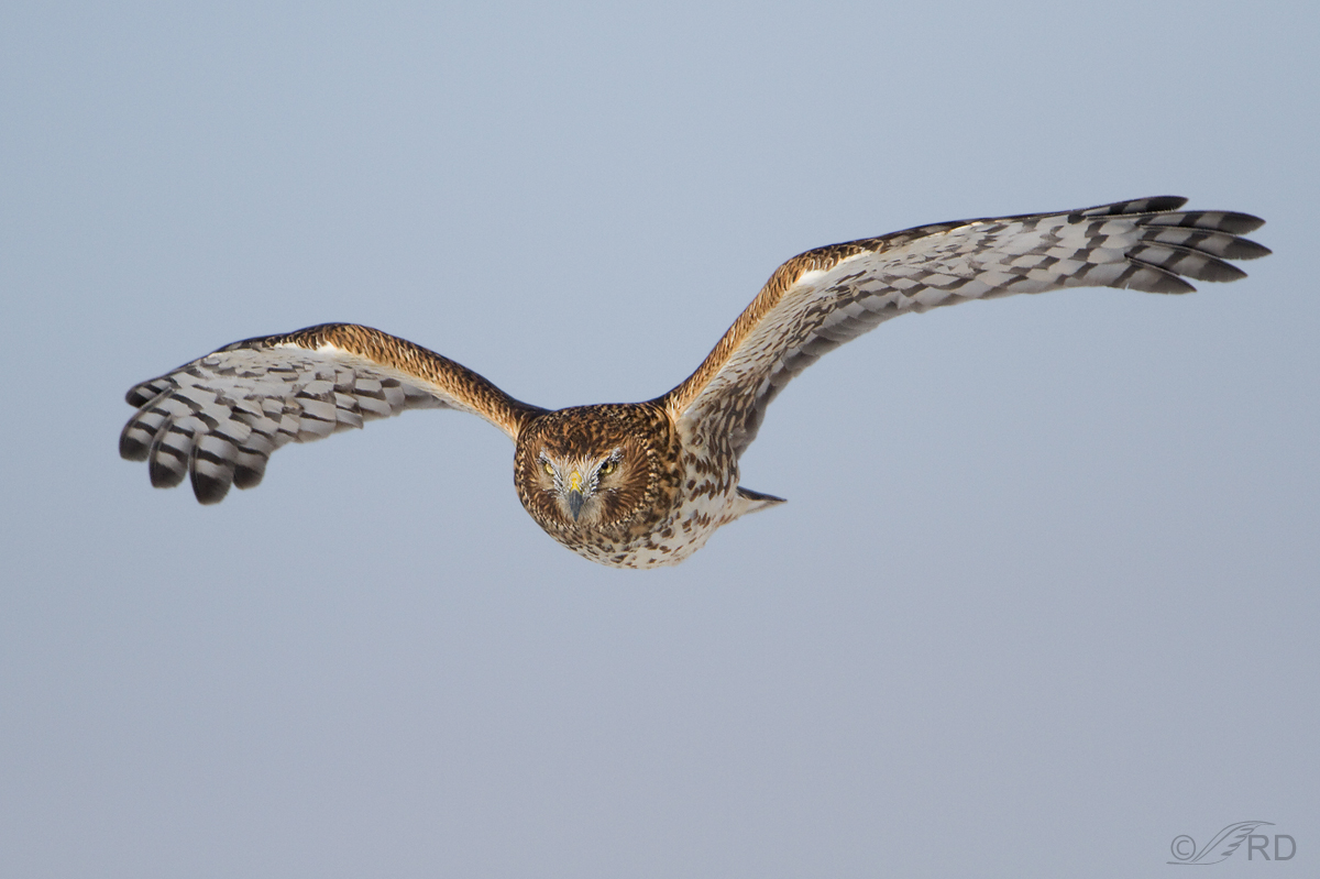 Northern Harrier