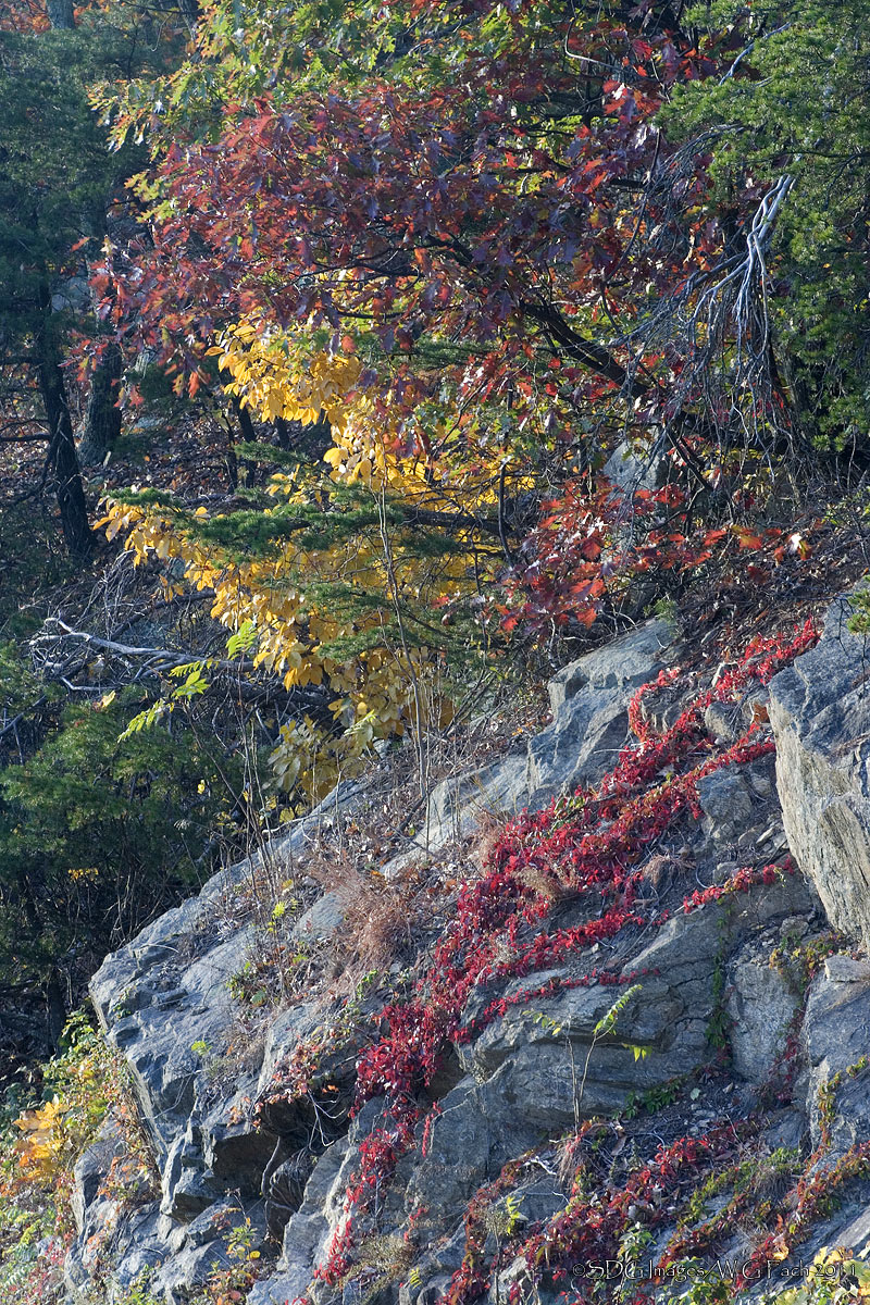 Color Commotion