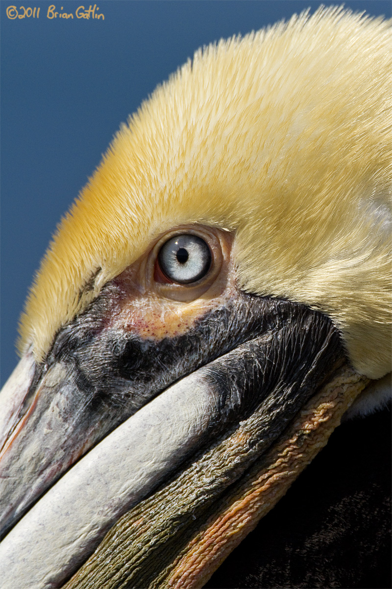 Pelican Portrait