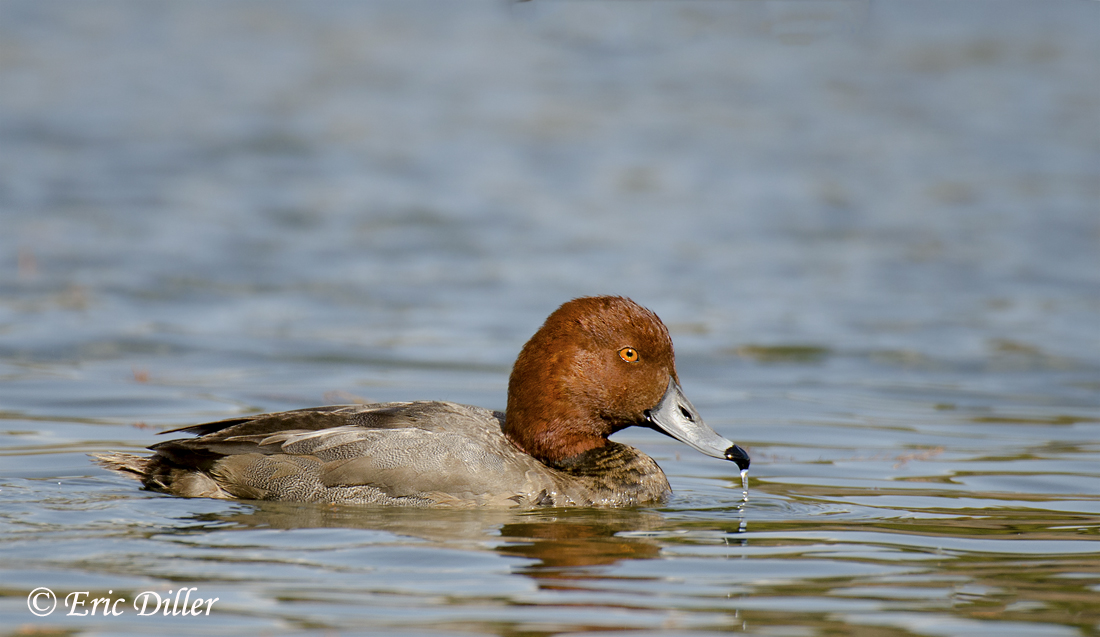 Red Head Duck