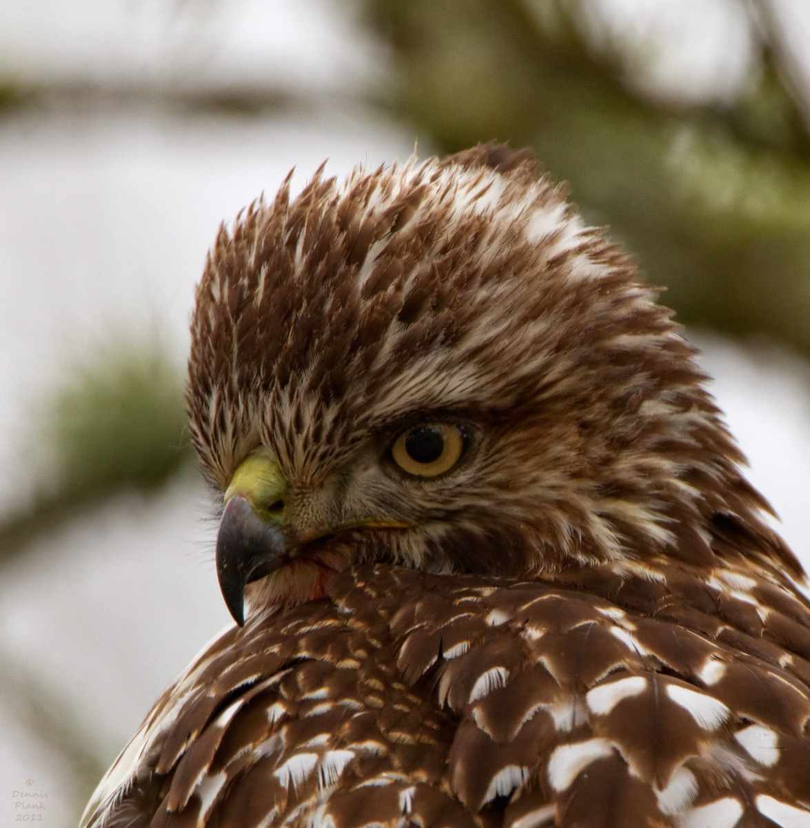 Red-Tailed Hawk