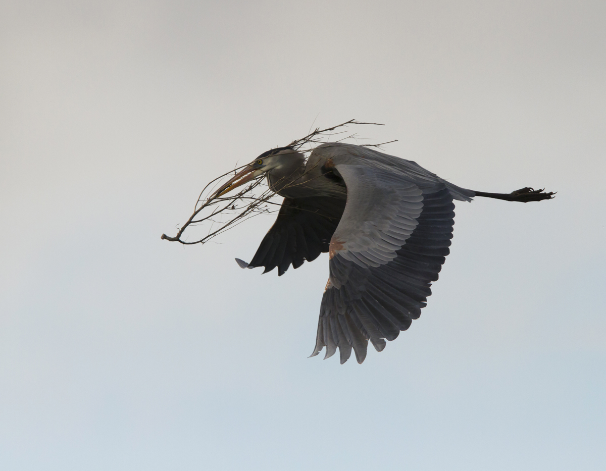 GBH With Nesting Materia