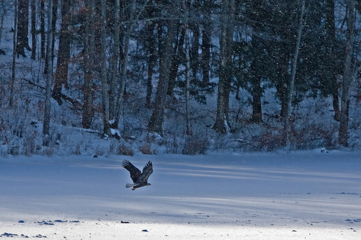 Snow Eagle