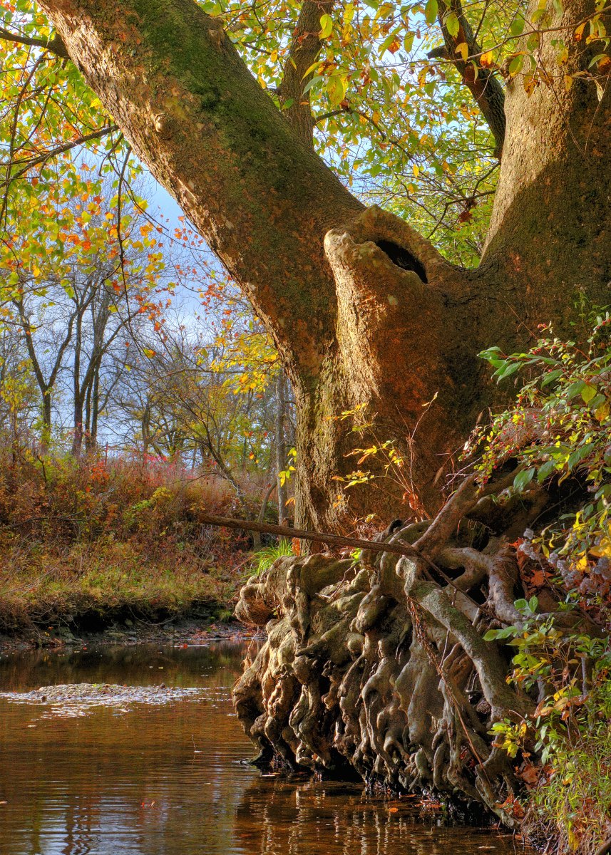 Rooted Sycamore