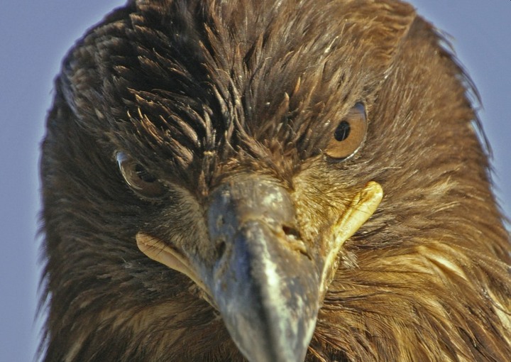 Bald Eagle