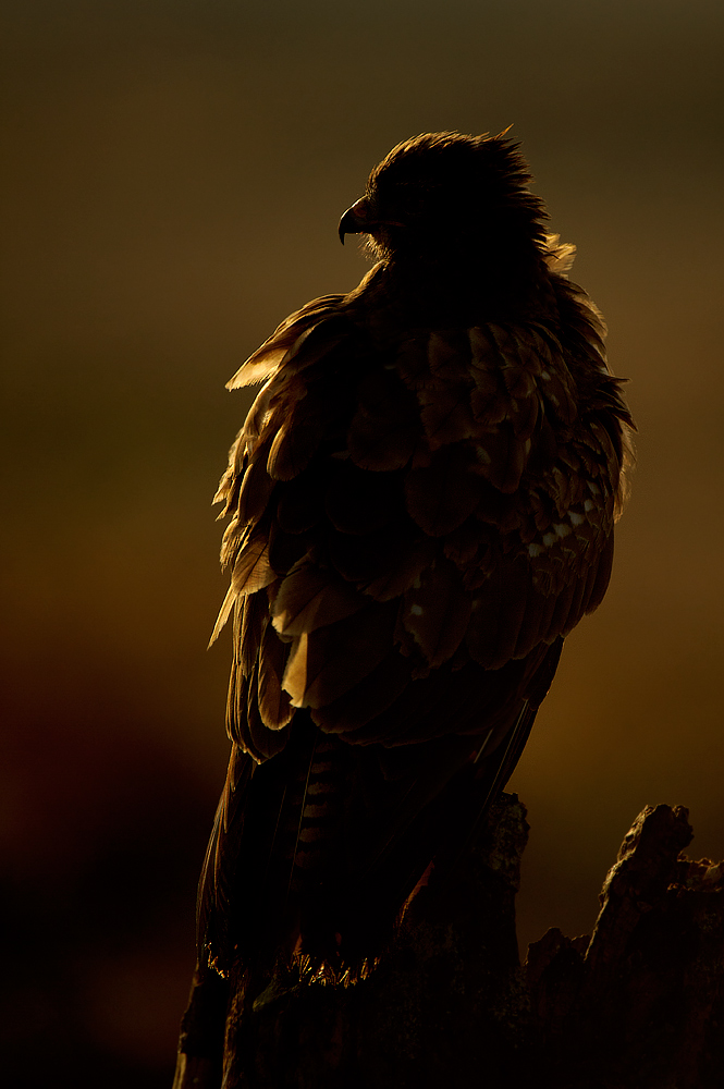Buzzard at dawn