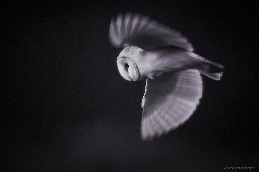 Barn owl at dusk