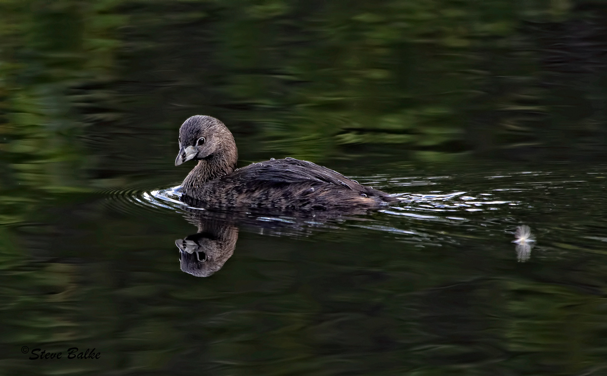 Pied-Billed Grebe