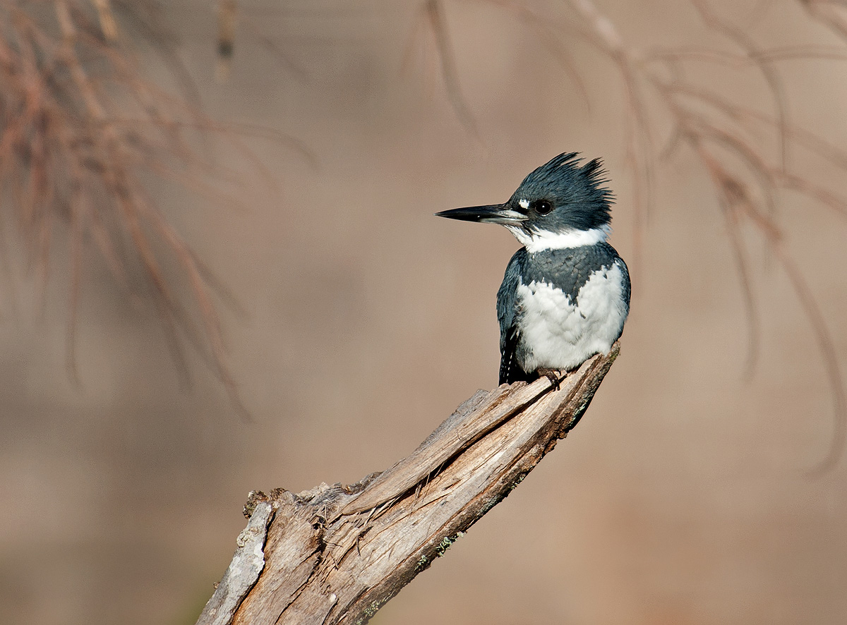 Belted Kingfisher