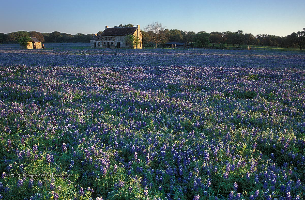 Bluebonnet Homestead