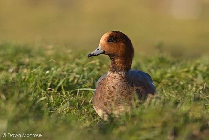 Wigeon