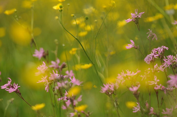 Wildflower Fantasy