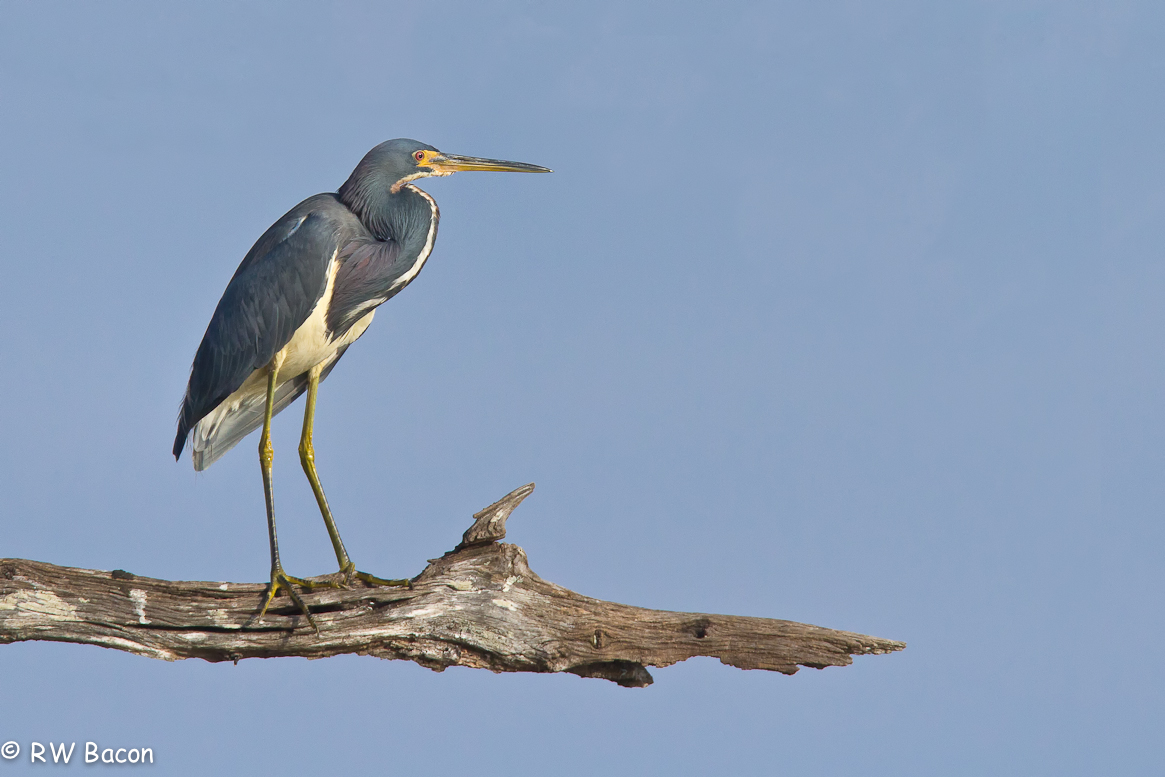 Out On A Limb