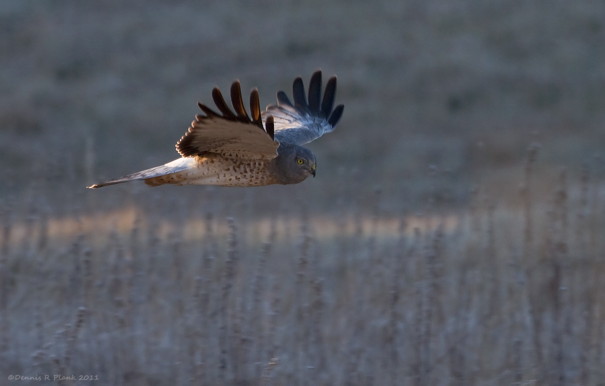 Northern Harrier