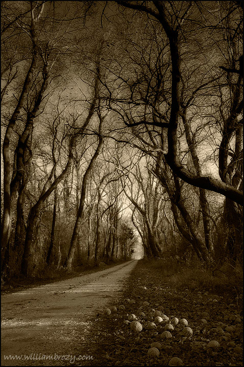 Osage-Orange Allee