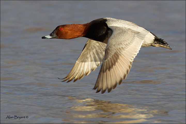 Pochard In-flight