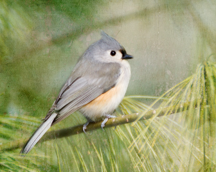 Titmouse