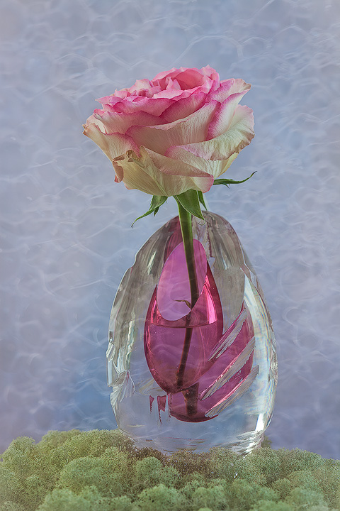 Rose in a Vase