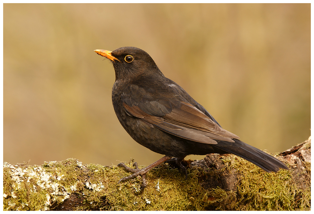 Male Blackbird