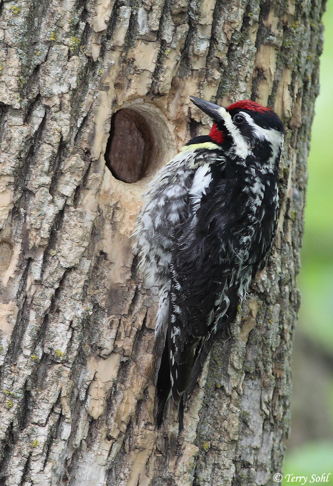 Sapsucker at nest