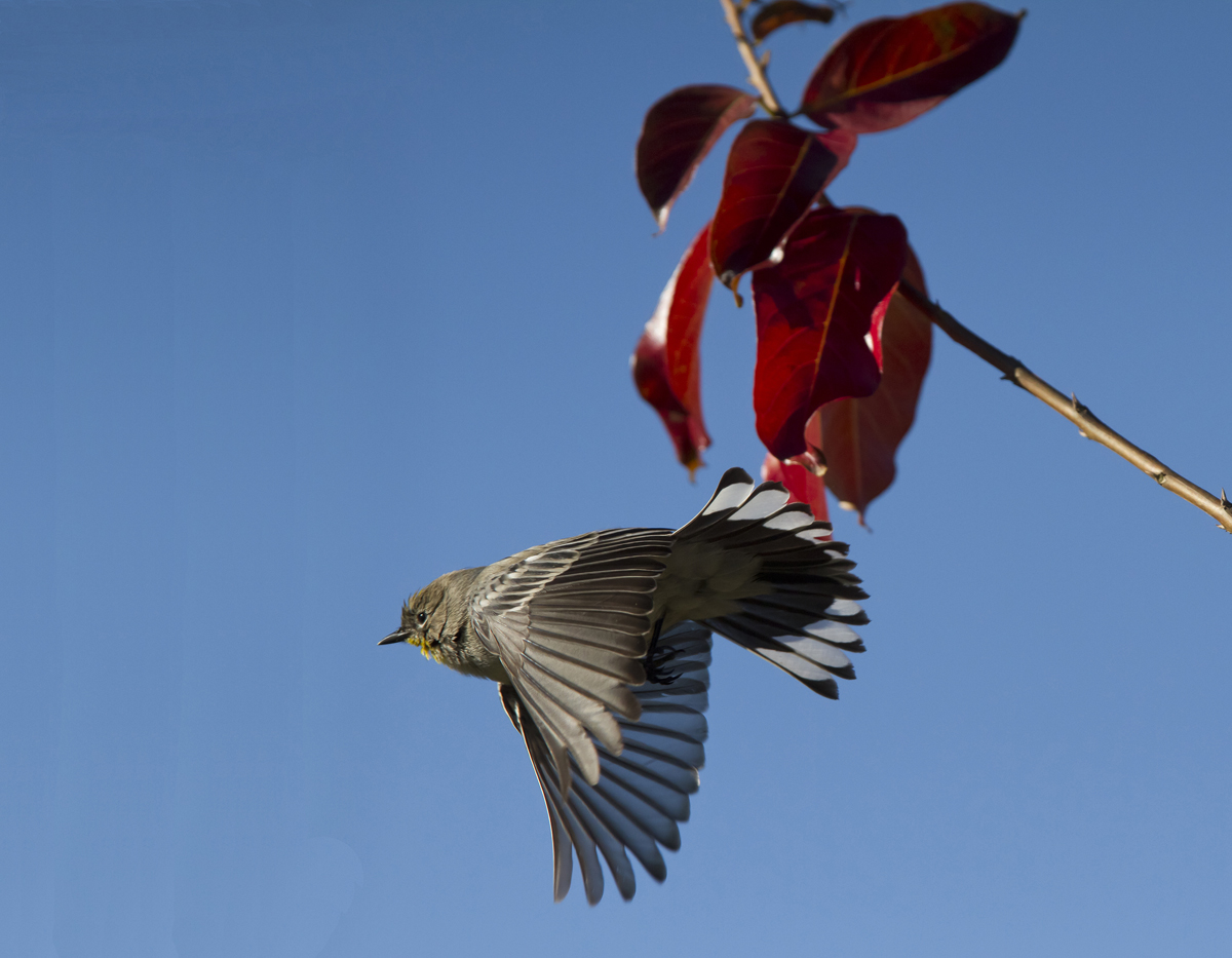 Yellow-rumped Warbler?