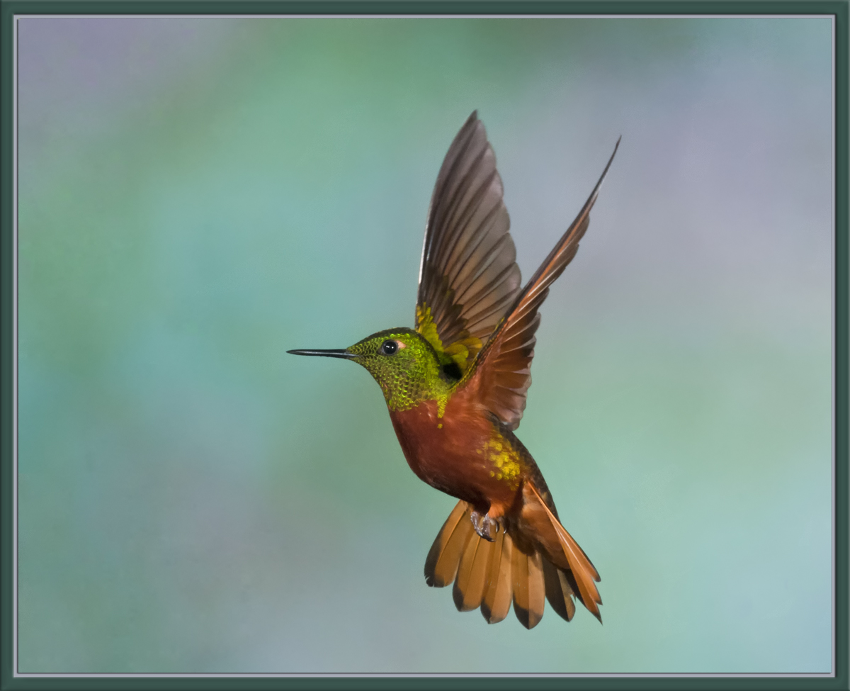 Chestnut-Breasted  Coronet