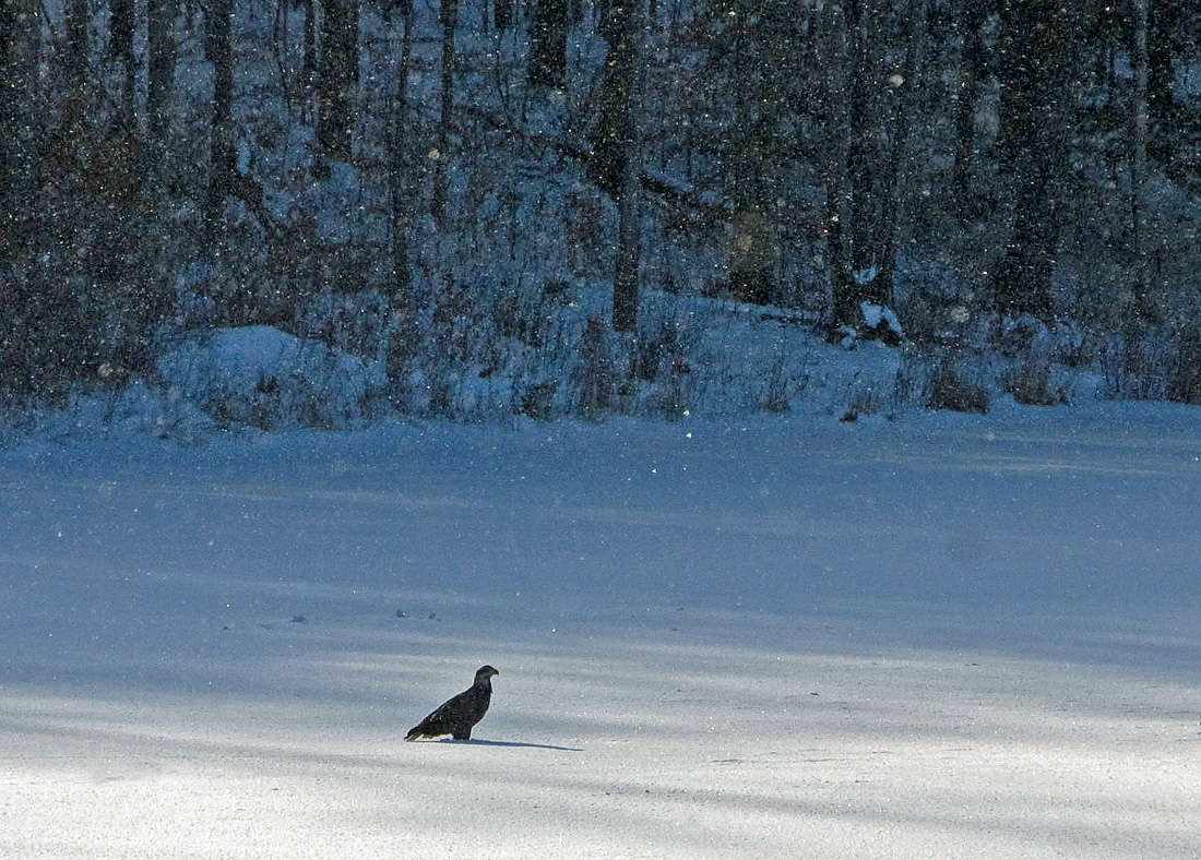 Snow Bird