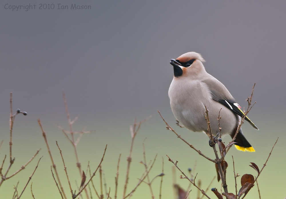 Waxwing