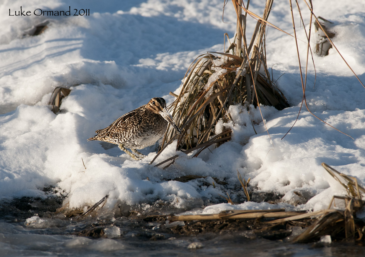 Snowy Snipe