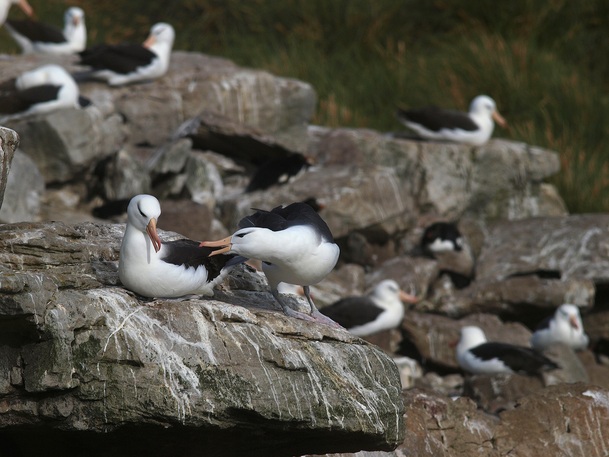 Black-browed Albatross