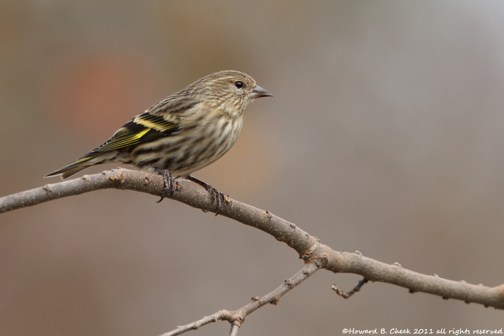 Pine Siskin