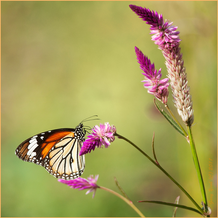 Monarch
