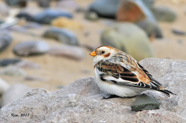 Snow Bunting