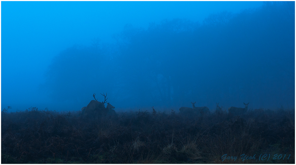 Harem in the Mist