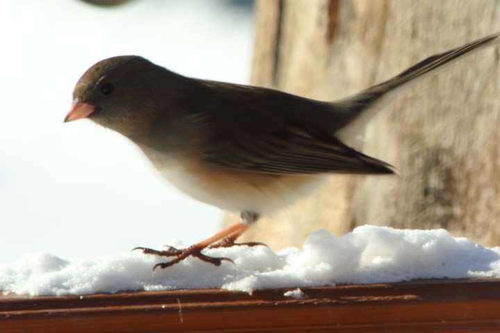 Looking for food