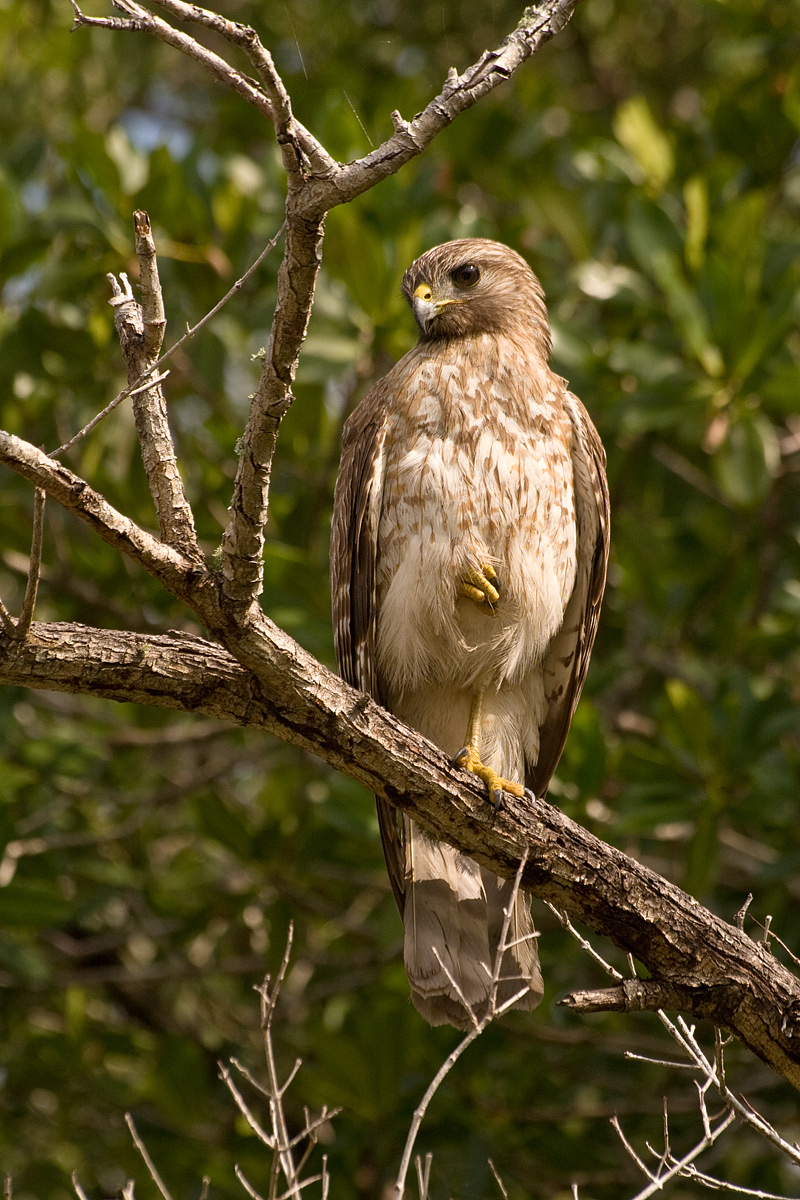 Red-Shoulder Hawk