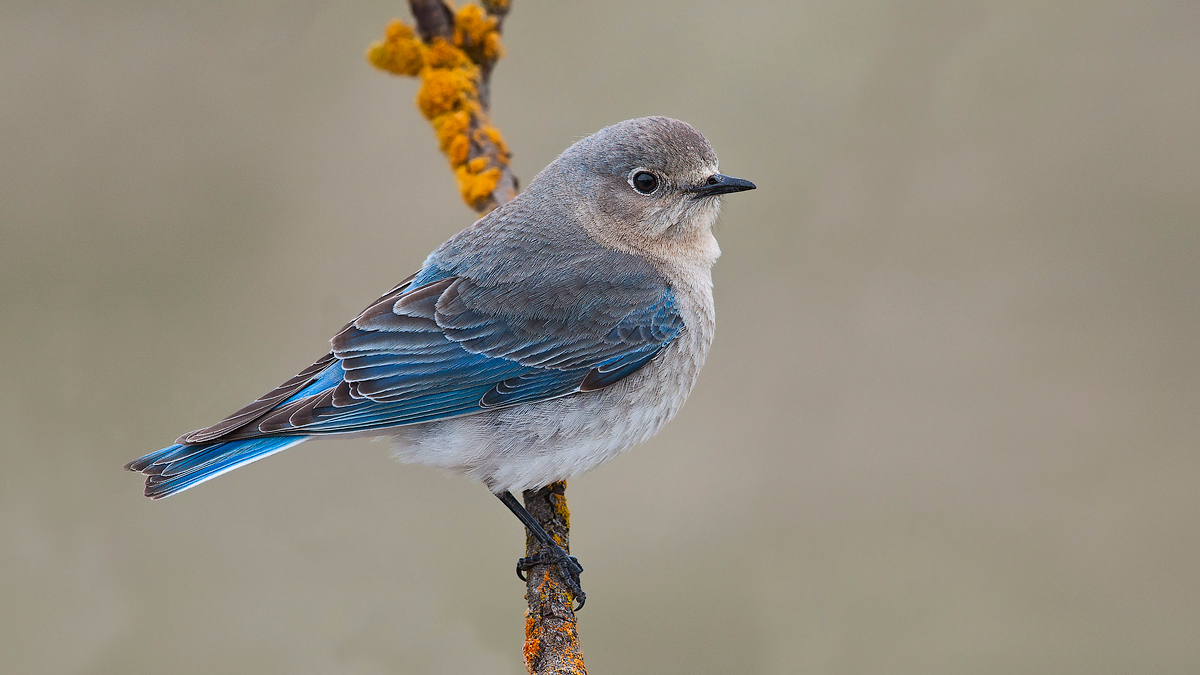 Mountain Bluebird Female
