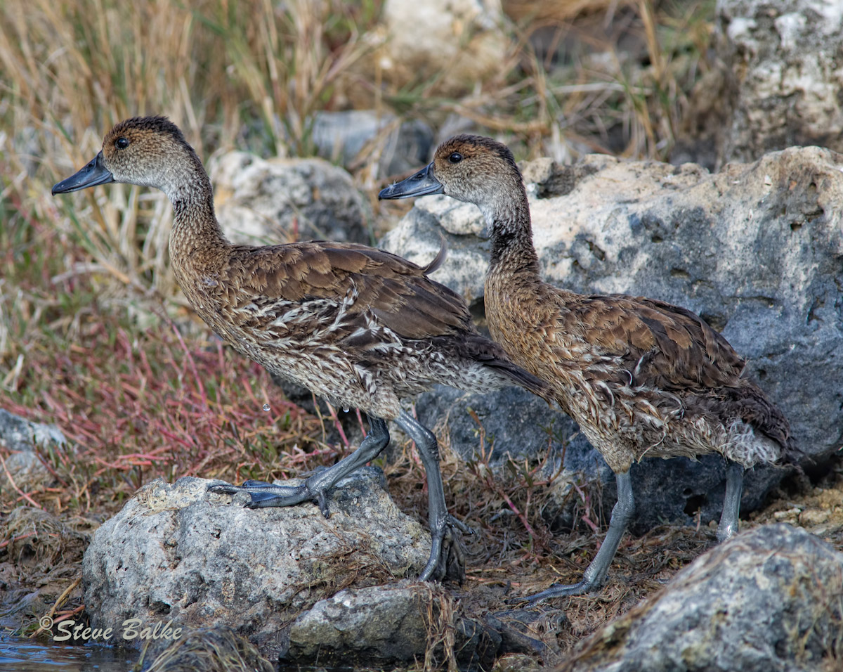 WI Whistling-Ducks