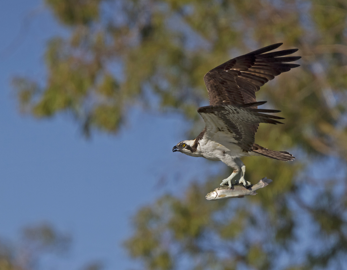 Osprey with Trout