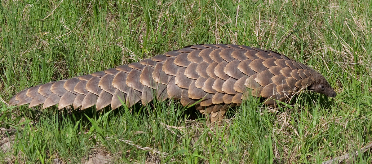 Pangolin 2