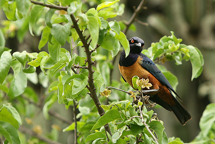 Superb Starling