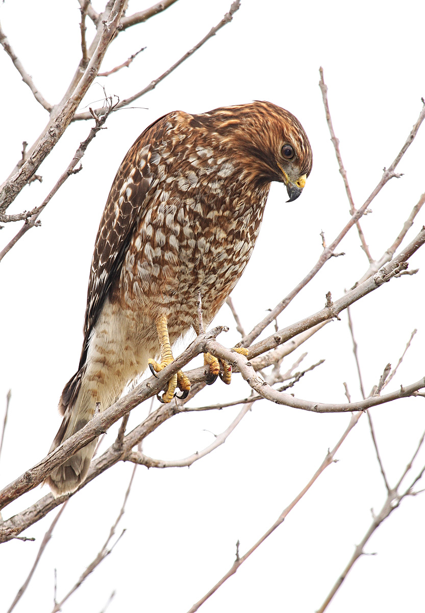 Red shouldered hawk