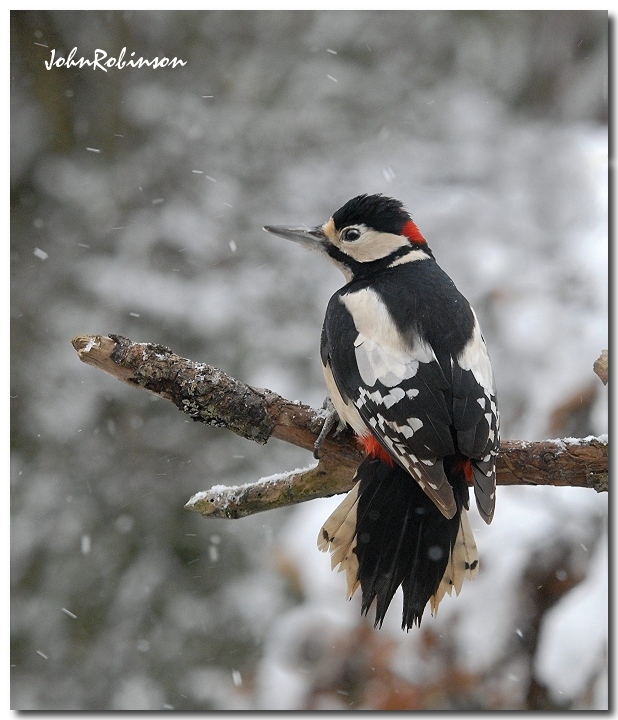 Woody in snow